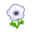 White Windflower