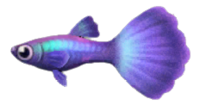 Guppy NH.png