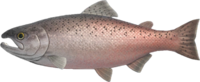 Artwork of king salmon