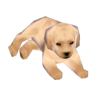 Labrador model
