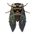 Giant Cicada NL Model.png
