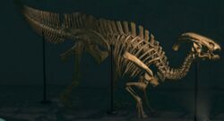 NH Parasaurolophus Museum.jpg
