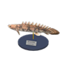 saddled bichir model