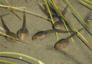 Where to online find a tadpole