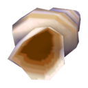 conch