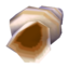 conch