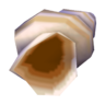 conch