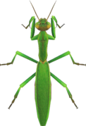 Mantis Gallery - Animal Crossing Wiki - Nookipedia