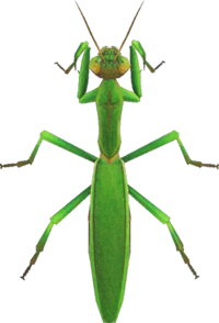 Artwork of Mantis