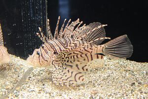 Zebra Turkeyfish Real.jpg