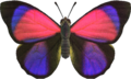 Agrias Butterfly NH.png