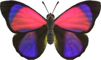 Artwork of Agrias Butterfly