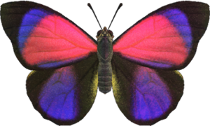 Agrias Butterfly NH.png