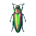 Jewel Beetle NL Model.png