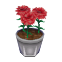 red carnation