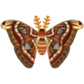 Atlas Moth PC Icon.png
