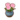 Pink Regal Peonies PC Icon.png