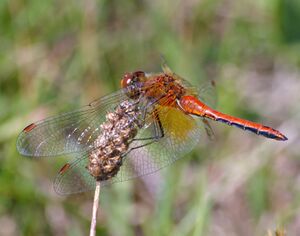 Red dragonfly real.jpg