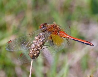 Male specimen of the dragonfly Sympetrum flaveolum, perched. Red-bodied with red tips on its wings, with an indigo underbelly and saffron yellow in the basal areas of its wings.