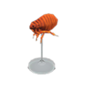 flea model