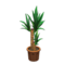 Yucca (Brown) NH Icon.png