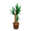 Yucca (Brown)