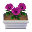 purple pansies