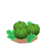 ripe green-pumpkin plant