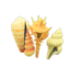 Shell Partition (Yellow)