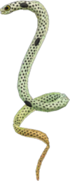 Artwork of spotted garden eel