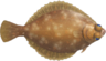 Dab