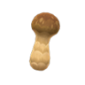 elegant mushroom