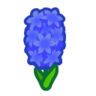 blue hyacinths