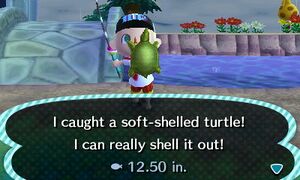 Caught Soft-Shelled Turtle NL.jpg