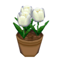 white tulips