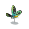 grand Q. A. birdwing model