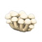 Mush Partition (White Mushroom) NH Icon.png