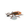violin beetle model