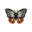 Chestnut Tiger Butterfly PC Icon.png