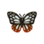 chestnut tiger butterfly