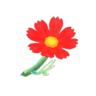 red cosmos