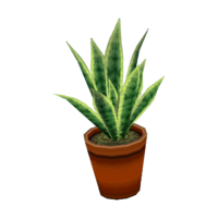 Snake plant