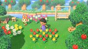 NH Press Watering Flowers.jpg