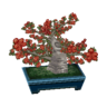 quince bonsai