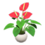 Anthurium Plant