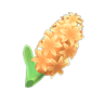 orange hyacinths