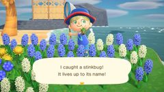 Stinkbug/Gallery - Animal Crossing Wiki - Nookipedia