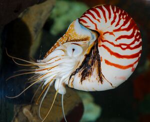 Chambered Nautilus Real.jpg