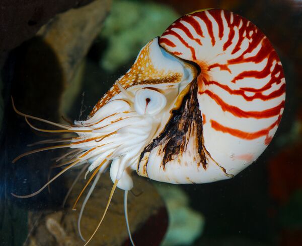 Chambered nautilus - Animal Crossing Wiki - Nookipedia