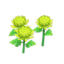 green-mum plant
